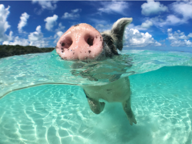 Países abertos aos brasileiros no mundo: lista ATUALIZADA 3 foto bahamas – países abertos aos brasileiros,O que eu devo saber antes de viajar?,Turismo da vacina,regras de países abertos aos brasileiros