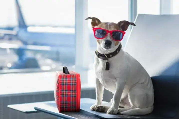 O que você precisa saber antes de embarcar com o seu pet 1 medidas gol – embarcar,embarcar com o seu pet,pet