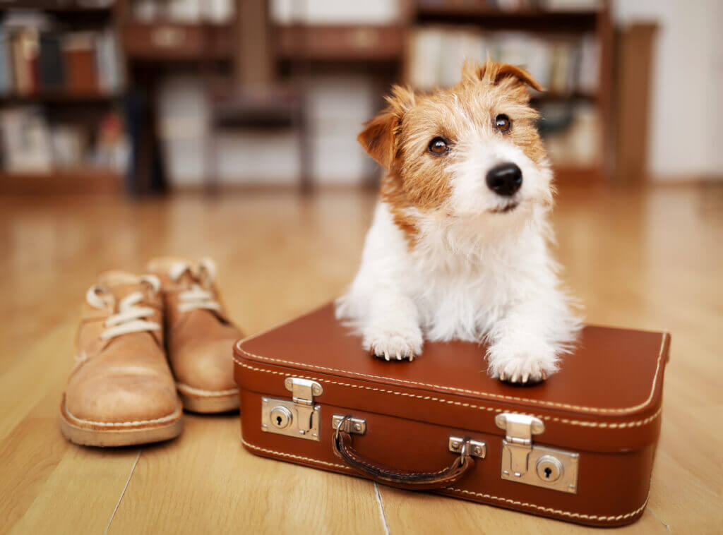 O que você precisa saber antes de embarcar com o seu pet 3 pet – embarcar,embarcar com o seu pet,pet
