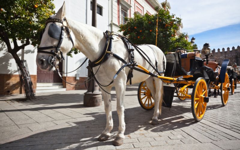 Viagem para Espanha - Guia 10 Transporte de cavalos para turistas em Sevilha, Espanha